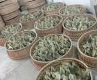 盧龍、撫寧、邯鄲及武安地區鵝苗供應與價格分析